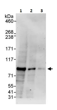 Western blot - Anti-Mark3 antibody (AB264285)