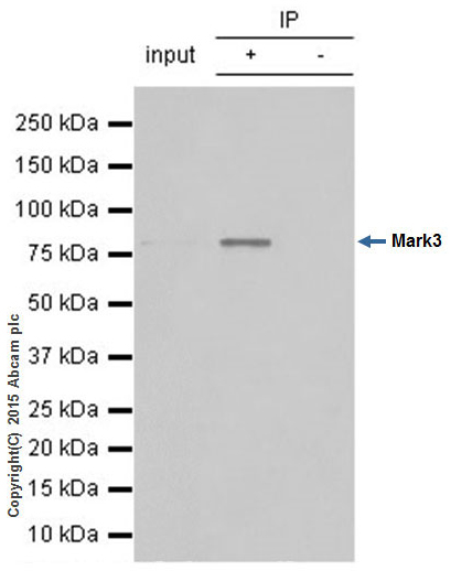 Immunoprecipitation - Anti-Mark3 antibody [EPR633Y] (AB52626), expandable thumbnail