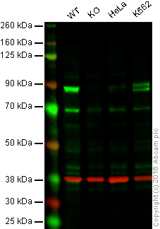 Western blot - Anti-Mark3 antibody [EPR633Y] (AB52626), expandable thumbnail