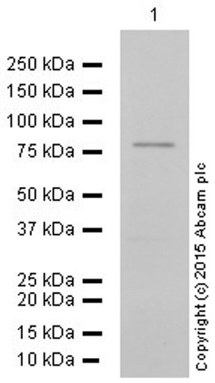 Western blot - Anti-Mark3 antibody [EPR633Y] (AB52626), expandable thumbnail