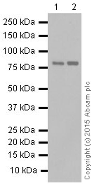 Western blot - Anti-Mark3 antibody [EPR633Y] (AB52626), expandable thumbnail