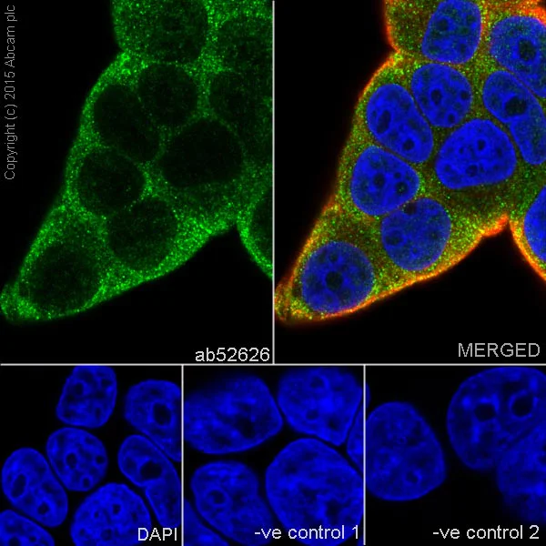 Immunocytochemistry/ Immunofluorescence - Anti-Mark3 antibody [EPR633Y] - BSA and Azide free (AB247326)