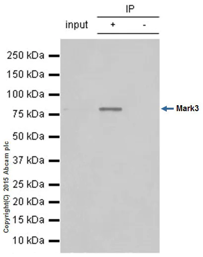 Immunoprecipitation - Anti-Mark3 antibody [EPR633Y] - BSA and Azide free (AB247326)