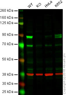 Western blot - Anti-Mark3 antibody [EPR633Y] - BSA and Azide free (AB247326)