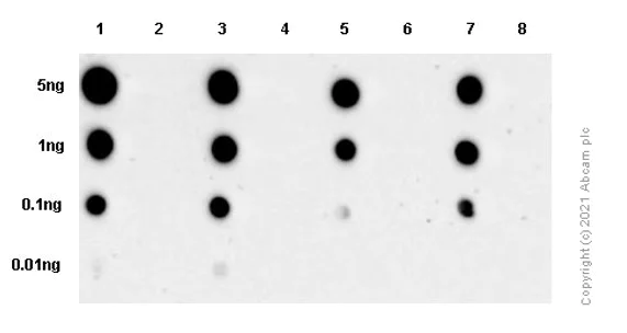 Dot Blot - Anti-MARK4 (pT214) + MARK2 (pT208) + MARK3 (pT234) + MARK1 (pT215) antibody [EPR5463] (AB126731)
