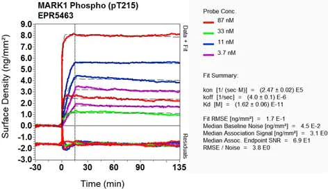 OI-RD Scanning - Anti-MARK4 (pT214) + MARK2 (pT208) + MARK3 (pT234) + MARK1 (pT215) antibody [EPR5463] (AB126731)