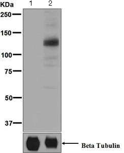 Western blot - Anti-MARK4(pT214) + MARK2(pT208) + MARK3(pT234) + MARK1(pT215) antibody [EPR5463] - BSA & Azide free (AB248152)