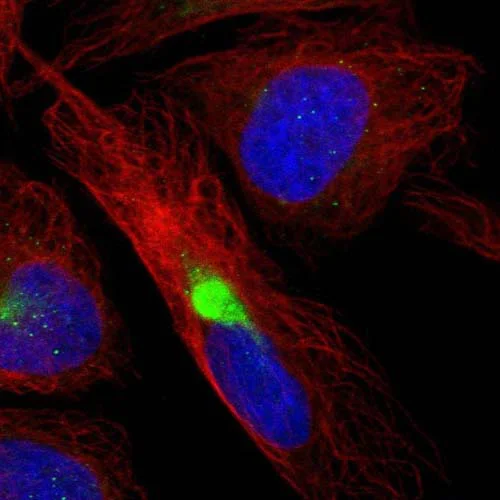 Immunocytochemistry/ Immunofluorescence - Anti-MARS2 antibody (AB130426)