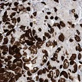 Immunohistochemistry (Formalin/PFA-fixed paraffin-embedded sections) - Anti-MARS2 antibody (AB130426)