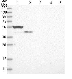 Western blot - Anti-MARS2 antibody (AB130426)