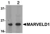 Western blot - Anti-MARVELD1 antibody (AB91640)