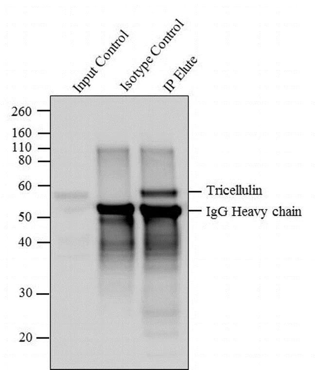 Immunoprecipitation - Anti-MARVELD2/Tricellulin antibody [54H19L38] (AB203567)