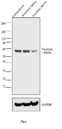 Western blot - Anti-MARVELD2/Tricellulin antibody [54H19L38] (AB203567)