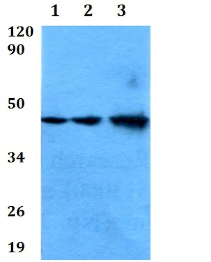 Western blot - Anti-MAS1L antibody (AB200685)