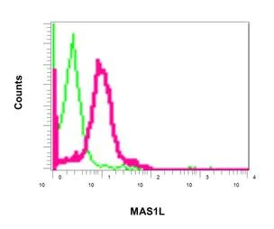 Flow Cytometry (Intracellular) - Anti-MAS1L antibody [EPR11440(B)] - BSA and Azide free (AB249257)