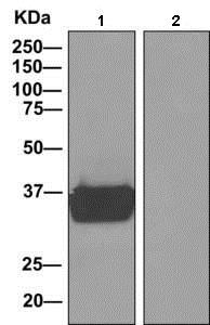 Immunoprecipitation - Anti-MAS1L antibody [EPR11440(B)] - BSA and Azide free (AB249257), expandable thumbnail