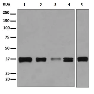 Western blot - Anti-MAS1L antibody [EPR11440(B)] - BSA and Azide free (AB249257)