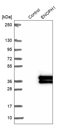 Western blot - Anti-MASA antibody (AB252962)