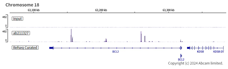 ChIP-sequencing - Anti-MASH1/Achaete-scute homolog 1 antibody [EPR19840] (AB211327)
