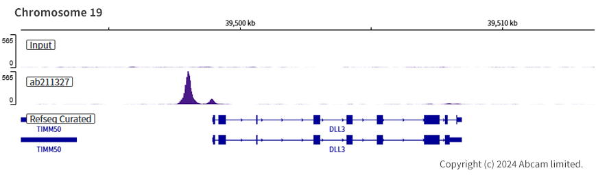 ChIP-sequencing - Anti-MASH1/Achaete-scute homolog 1 antibody [EPR19840] (ab211327), expandable thumbnail