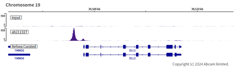 ChIP-sequencing - Anti-MASH1/Achaete-scute homolog 1 antibody [EPR19840] (AB211327)
