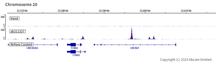 ChIP-sequencing - Anti-MASH1/Achaete-scute homolog 1 antibody [EPR19840] (ab211327), expandable thumbnail