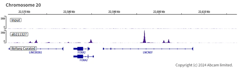ChIP-sequencing - Anti-MASH1/Achaete-scute homolog 1 antibody [EPR19840] (AB211327)