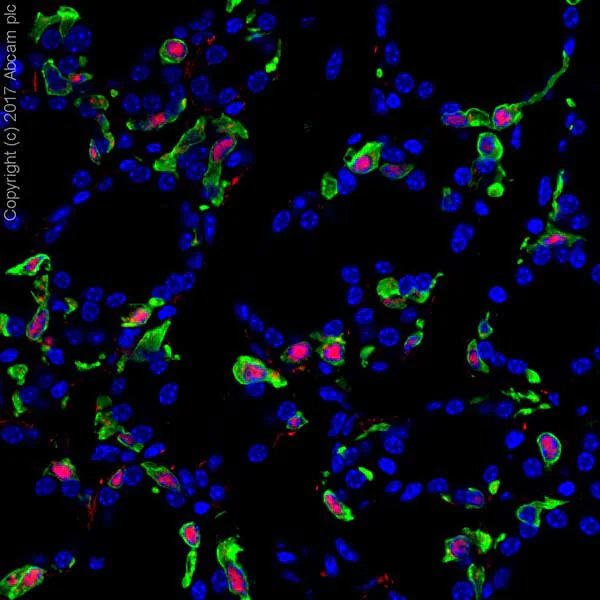 AMA様 Anti-MASH1/Achaete-scute homolog 1 antibody [EPR19840