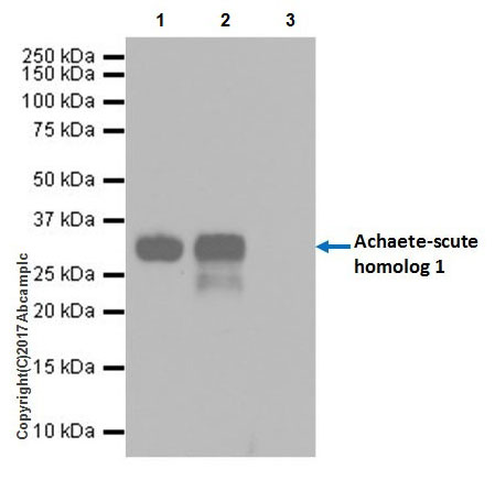 Immunoprecipitation - Anti-MASH1/Achaete-scute homolog 1 antibody [EPR19840] (ab211327), expandable thumbnail