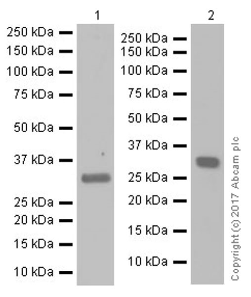 Western blot - Anti-MASH1/Achaete-scute homolog 1 antibody [EPR19840] (AB211327), expandable thumbnail