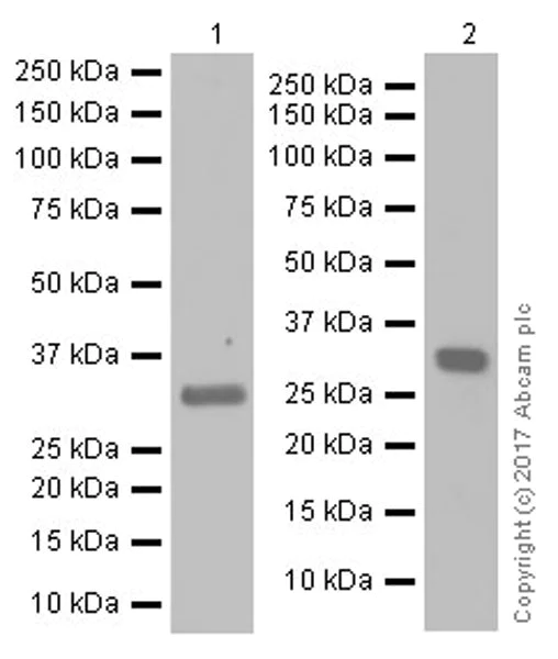 Western blot - Anti-MASH1/Achaete-scute homolog 1 antibody [EPR19840] (AB211327)