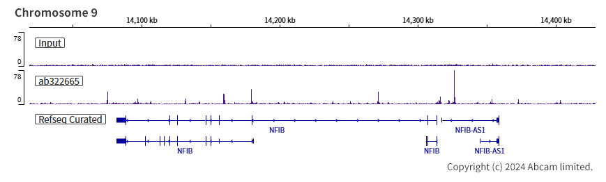 ChIP-sequencing - Anti-MASH1/Achaete-scute homolog 1 antibody [RM1182] (AB322665), expandable thumbnail