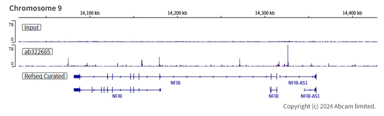 ChIP-sequencing - Anti-MASH1/Achaete-scute homolog 1 antibody [RM1182] (AB322665)