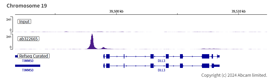 ChIP-sequencing - Anti-MASH1/Achaete-scute homolog 1 antibody [RM1182] (AB322665), expandable thumbnail
