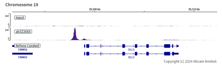 ChIP-sequencing - Anti-MASH1/Achaete-scute homolog 1 antibody [RM1182] (AB322665)
