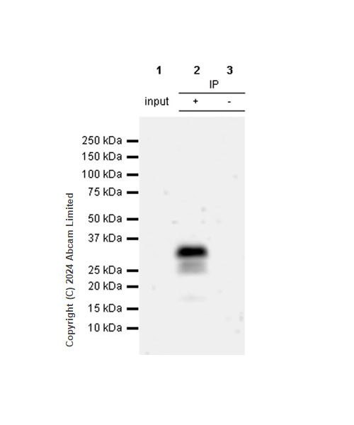Immunoprecipitation - Anti-MASH1/Achaete-scute homolog 1 antibody [RM1182] (AB322665), expandable thumbnail