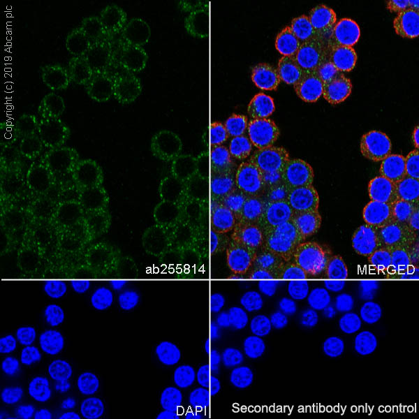 Immunocytochemistry/ Immunofluorescence - Anti-MASP1 antibody [EPR22680-36] (AB255814)