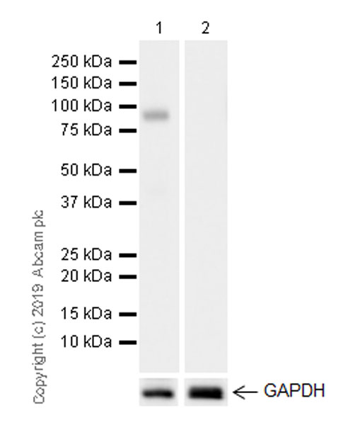 Western blot - Anti-MASP1 antibody [EPR22680-36] (AB255814)