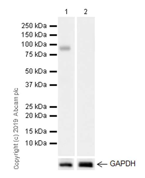 Western blot - Anti-MASP1 antibody [EPR22680-36] (AB255814)