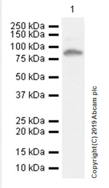 Western blot - Anti-MASP1 antibody [EPR22804-163] (AB255731)