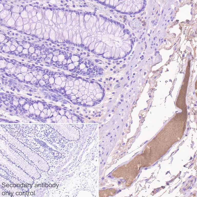 Immunohistochemistry (Formalin/PFA-fixed paraffin-embedded sections) - Anti-MASP2 antibody [EPR23588-44] - BSA and Azide free (AB277528)