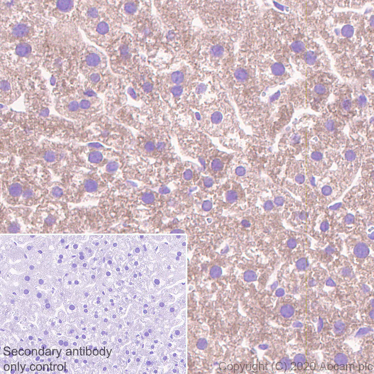 Immunohistochemistry (Formalin/PFA-fixed paraffin-embedded sections) - Anti-MASP2 antibody [EPR23588-44] - BSA and Azide free (AB277528)