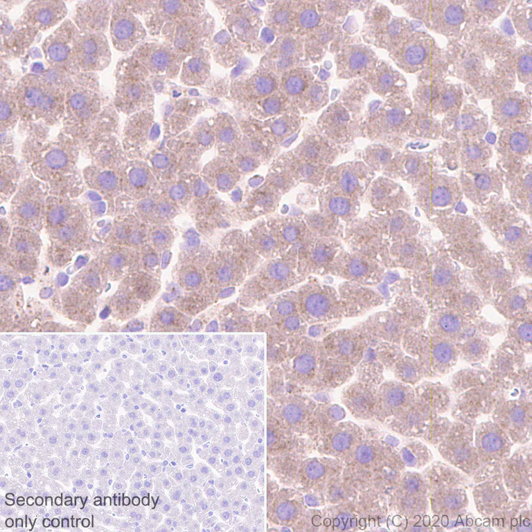 Immunohistochemistry (Formalin/PFA-fixed paraffin-embedded sections) - Anti-MASP2 antibody [EPR23588-44] - BSA and Azide free (AB277528)