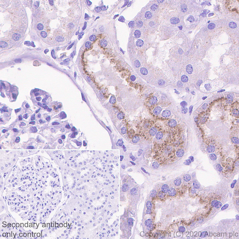 Immunohistochemistry (Formalin/PFA-fixed paraffin-embedded sections) - Anti-MASP2 antibody [EPR23588-44] - BSA and Azide free (AB277528)