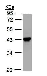 Western blot - Anti-MASPIN antibody (AB272858)