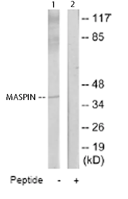 Western blot - Anti-MASPIN antibody (AB65136)