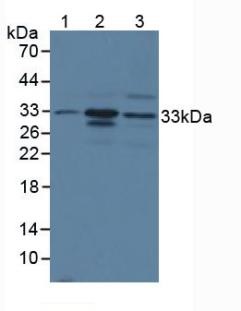 Western blot - Anti-Mast Cell Chymase antibody (AB233103)