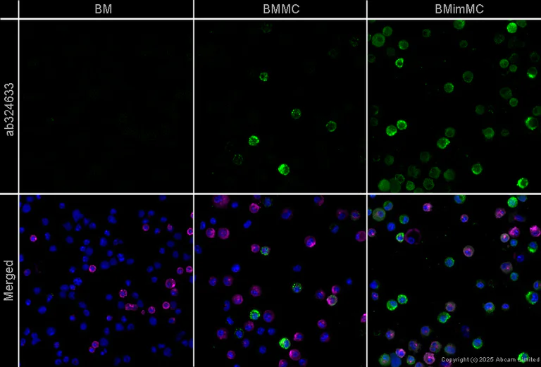 Immunocytochemistry/ Immunofluorescence - Anti-Mast cell protease 1 antibody [EPR25920A-86] (AB324633)