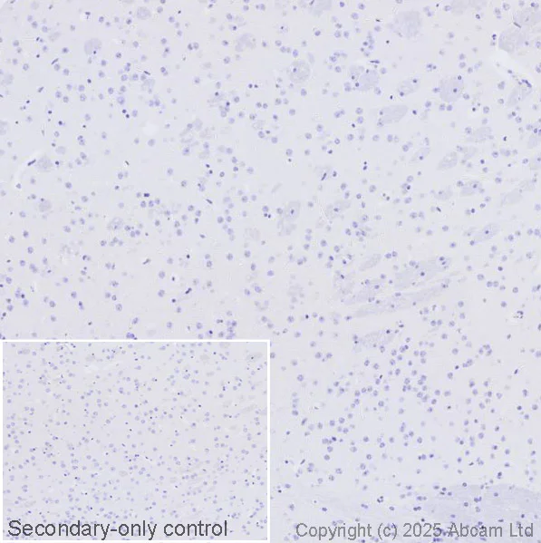 Immunohistochemistry (Formalin/PFA-fixed paraffin-embedded sections) - Anti-Mast cell protease 1 antibody [EPR25920A-86] (AB324633)