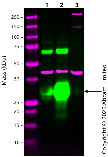 Western blot - Anti-Mast cell protease 1 antibody [EPR25920A-86] (AB324633)